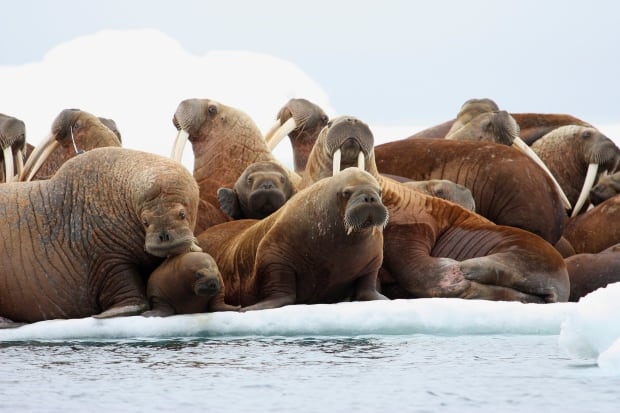 Walrus Rafts