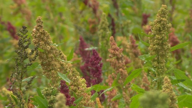 Quinoa growing in St. Mary's Bay community garden Riverside