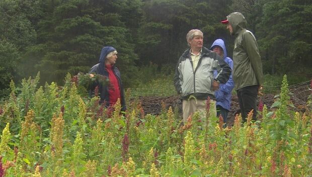 Yetmans looking out over their quinoa crop
