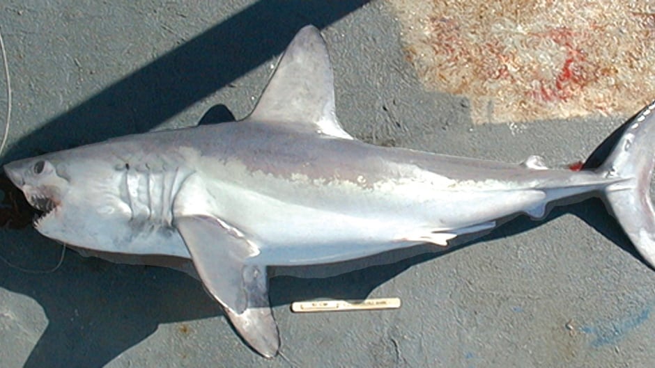 Porbeagle Shark - Endangered but not protected