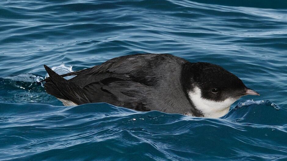 Ancient Murrelet From The Crossley ID Guide Eastern Birds