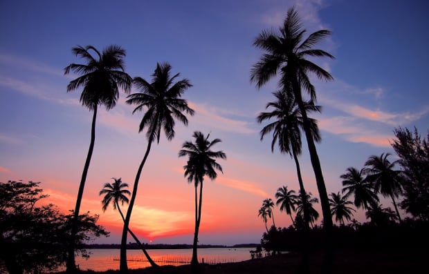 Palms sunset