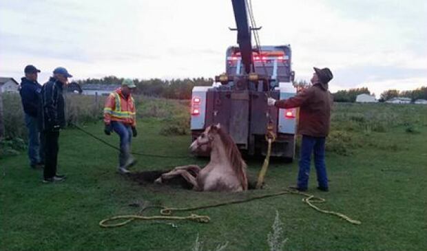 Tow truck horse