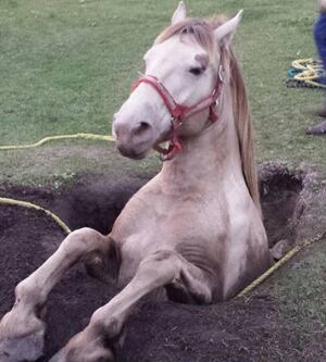 Daisy horse well