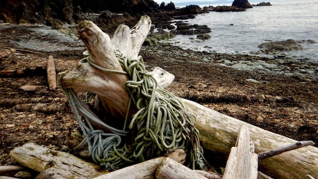 Tsunami news vancouver island
