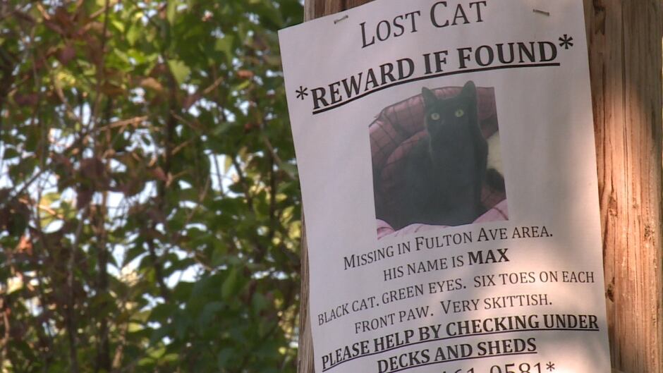 Another Suspicious Cat Death Investigated By Fredericton Police Cbc News Another Suspicious Cat Death Investigated By Fredericton Police Cbc News