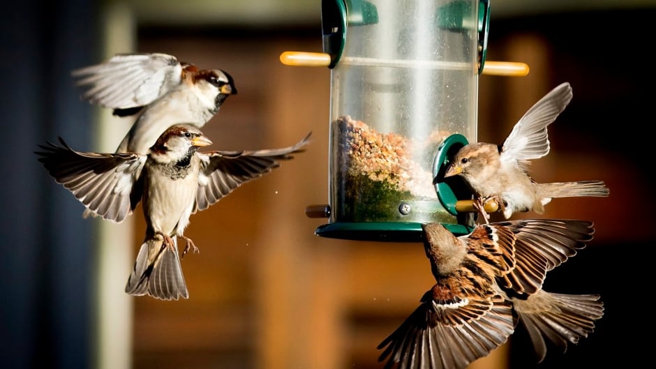 Songbirds flock around a bird feeder.