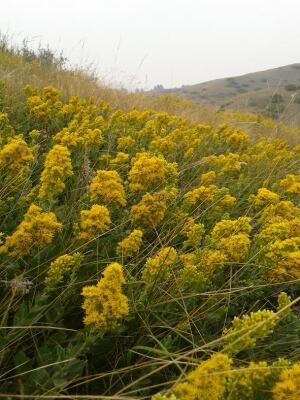 Goldenrod in field