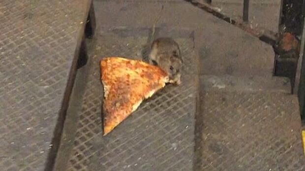 Pizza Rat