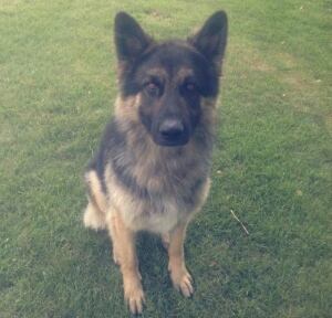 Lyall Trainor’s German shepherd killed by wolves