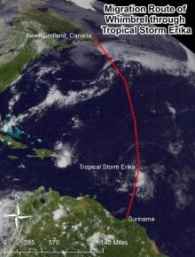 whimbrel's migration route