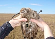 whimbrel Upinraaq getting tagged