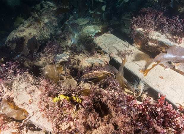 Marine biology on the wreck of HMS Erebus, August 2015