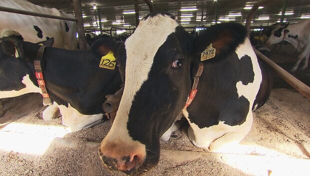 Dairy cow