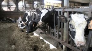 Dairy Cows