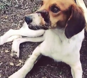 Dog cut face
