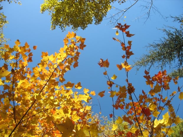 Fall colours at Grande Chute