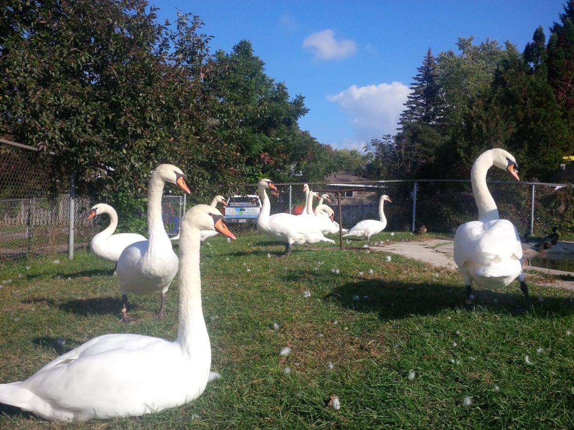 Swans on grass