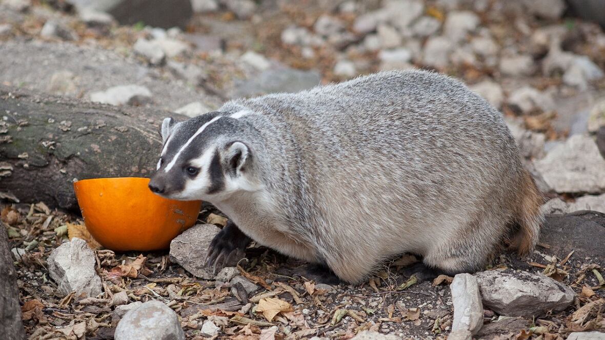 Have you seen Ontario's elusive badgers? Researchers want to know