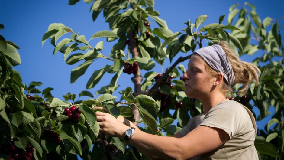 Amy Attas hard at work picking cherries.