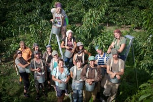 Cherry pickers