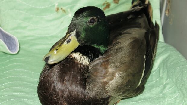 14 ducks rescued from polluted pond in Surrey | CBC News