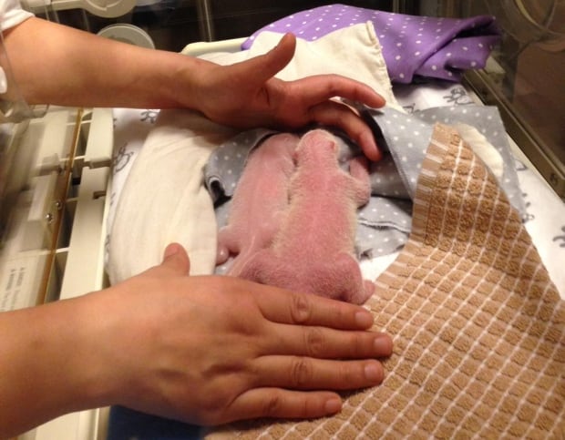 Two giant panda cubs born at Toronto Zoo