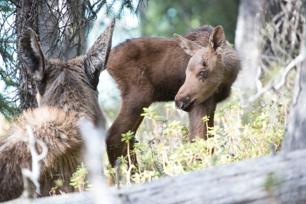 Moose calf