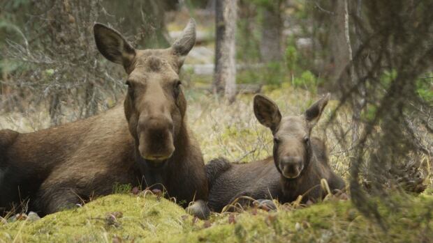 Moose calf and mom