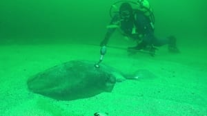 torpedo ray