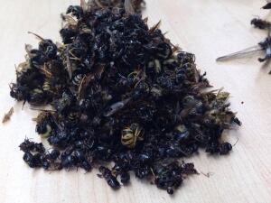 Insect roadkill