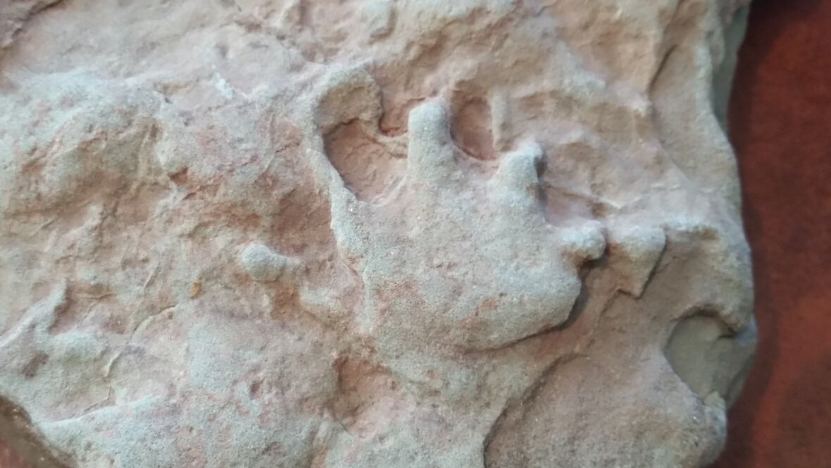 Fossils found 3 decades ago on P.E.I. are returning to the Island