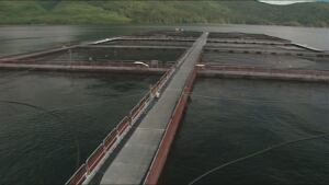Marine Harvest