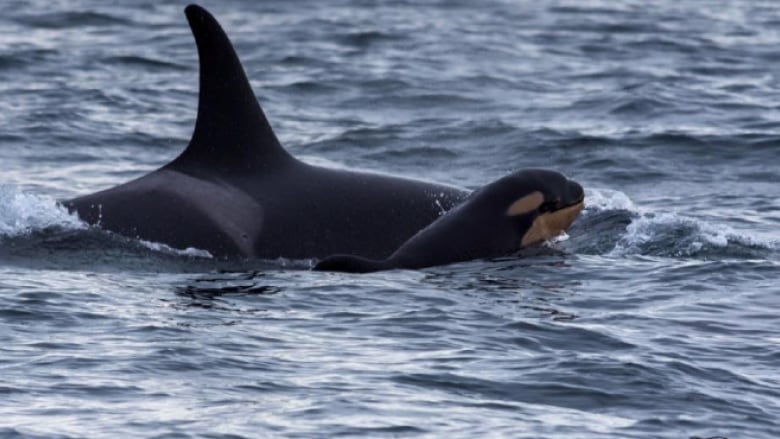 Another baby orca born to J pod — the second this month