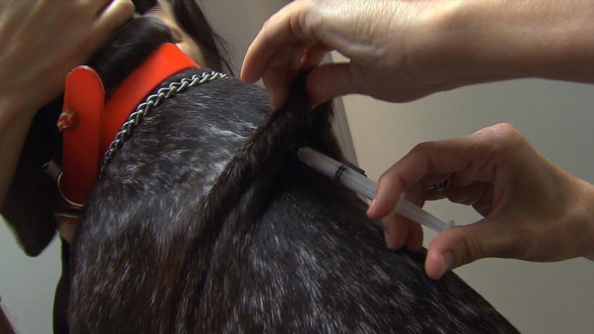 Pet microchip implants low turnout for first citywide campaign Montreal CBC News