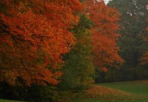 Red Leaves 2