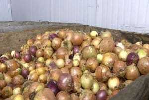 Onions