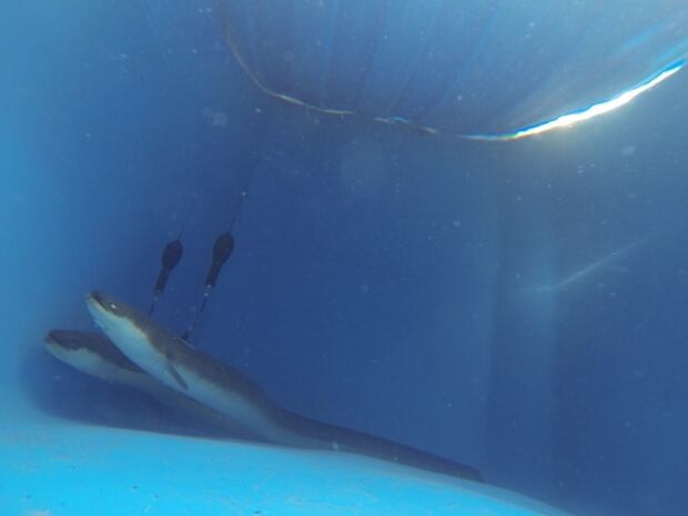 Eels with satellite tags