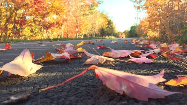 How are Nova Scotia’s trees faring in a historic drought? Here’s what the experts say