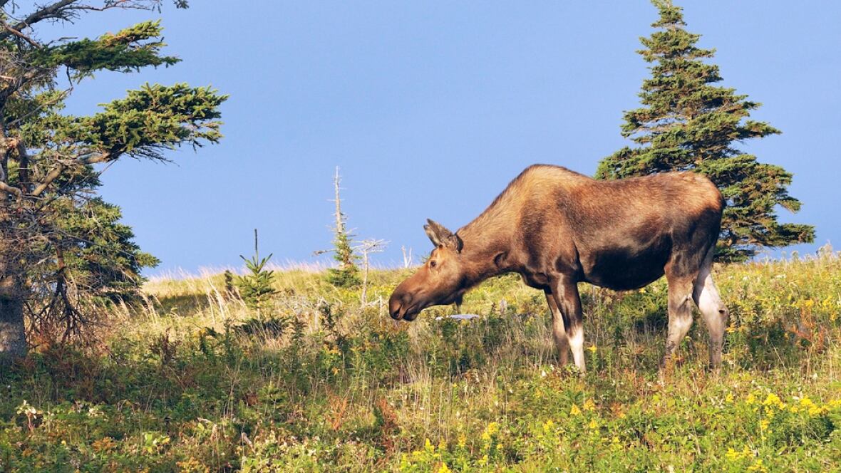 Cape Breton moose cull needed for a healthy ecosystem, coordinator