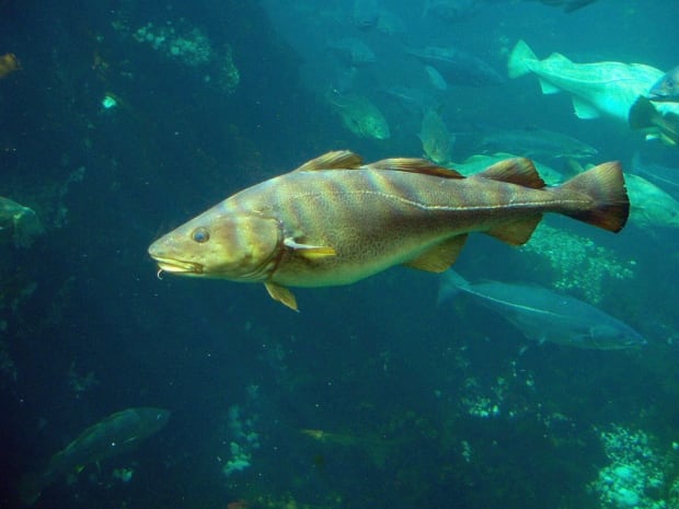 Northern cod