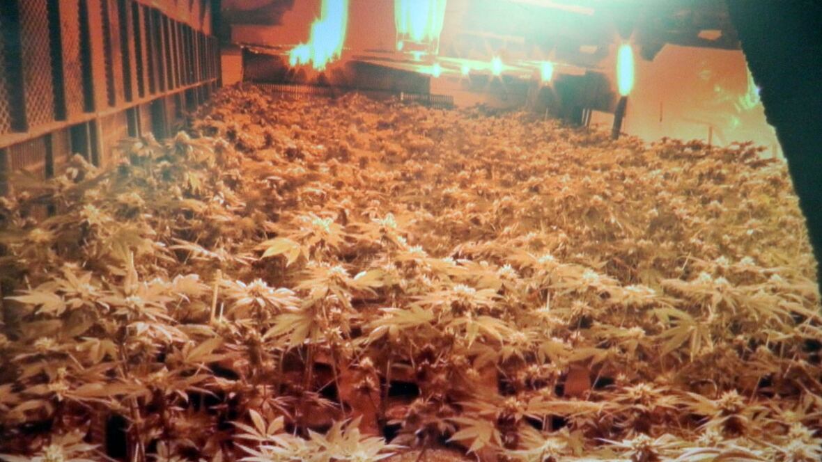 Massive Grow op In Stettler Shut Down 4M Worth Of Pot Seized 