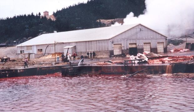 Dildo whale processing plant