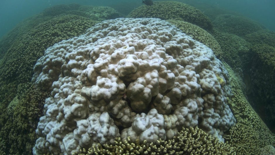 Bleached coral is shown in Kaneohe Bay off the east coast of Oahu, Hawaii. New research shows that sunscreen makes young coral more susceptible to bleaching.