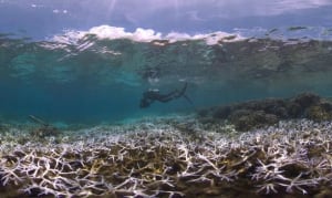 Bleaching on coral reefs in American Samoa.