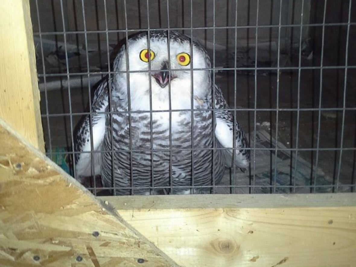 Owl first released from the cage Owl first released from the cage