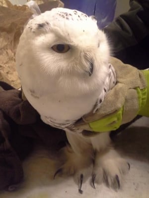 Captured snowy owl