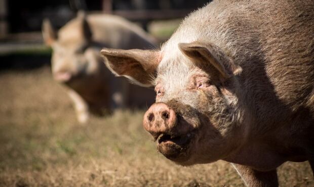 GMO Pig