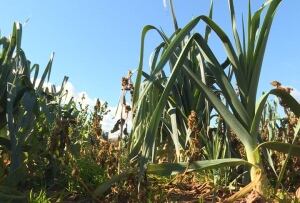 Leek Field