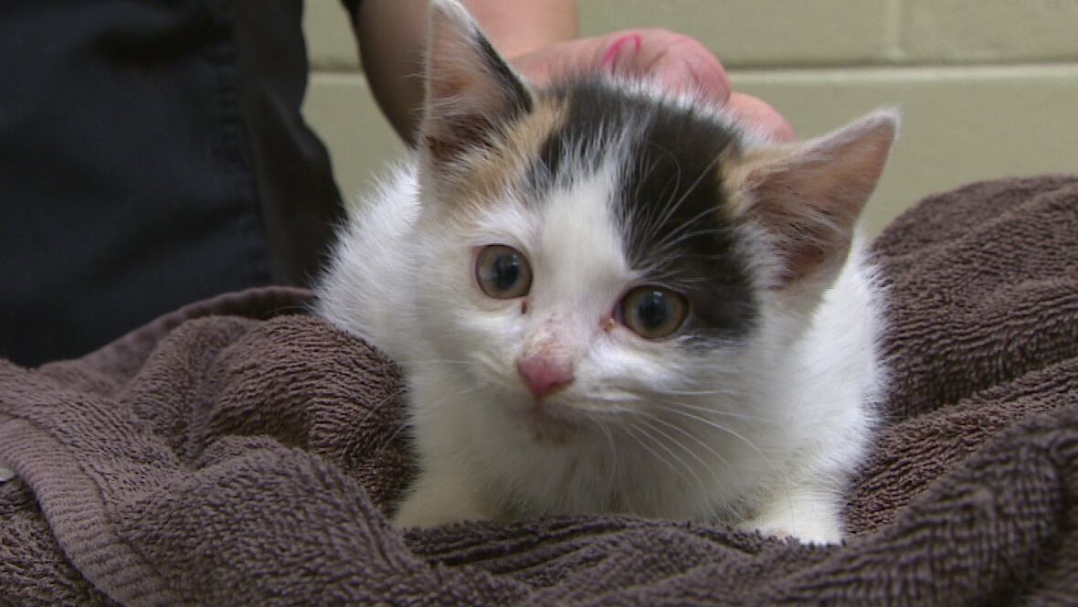 Waterloo Cat Adoption Waterloo Cat Adoption